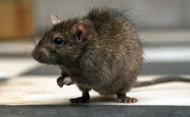 अगर आप भी कॉकरोच,खटमल और चूहों से परेशान है तो जाने उसे घर से दूर भगाने के आसान घरेलू उपाय