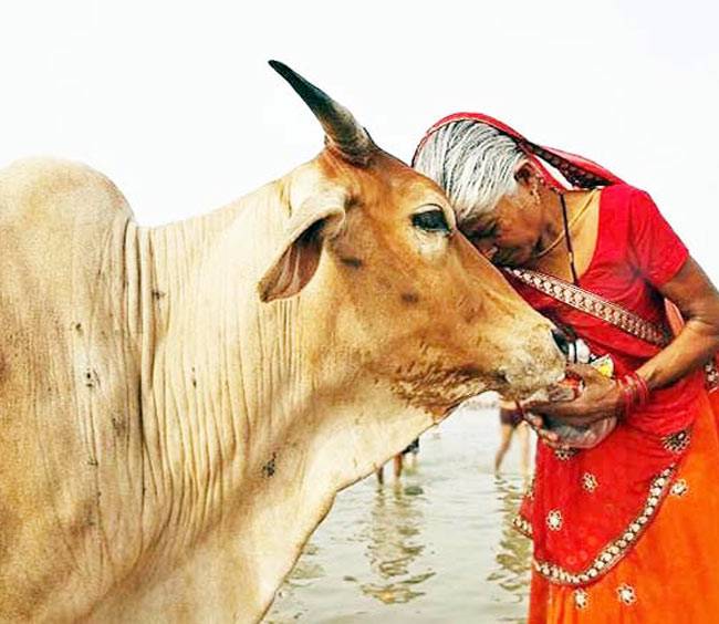 सुख-शांति के लिए गुरुवार को केले के पेड़ पर क्या चढ़ाएं...