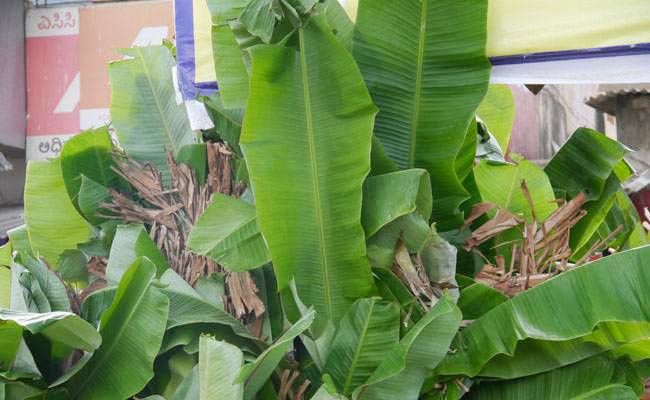 सुख-शांति के लिए गुरुवार को केले के पेड़ पर क्या चढ़ाएं...