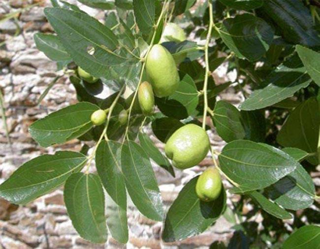 जानें, गणपति उपासना में क्या है पत्तों का महत्व...