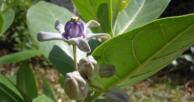 जानें, गणपति उपासना में क्या है पत्तों का महत्व...