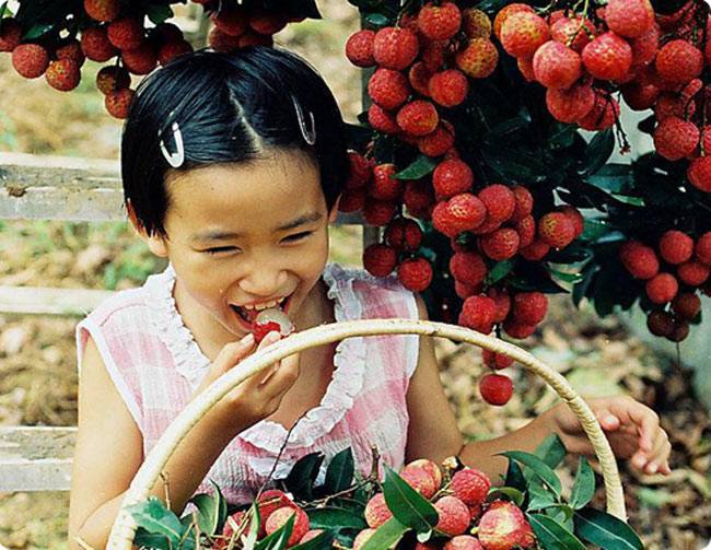 सेहत के लिए कमाल है लीची...