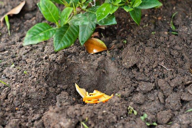 केले के छिलके के 10 हैरान कर देने वाले फायदे...