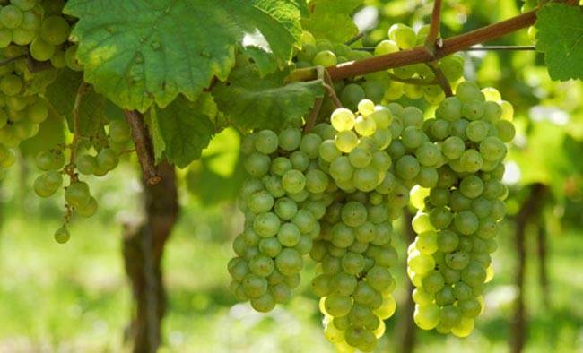 हेल्दी बेबी के लिए प्रेग्नेंट महिलाओं को खाने चाहिए ये फल...