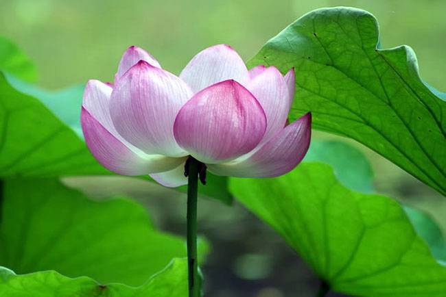 हमेशा याद रखें पूजा करने के ये 12 नियम...