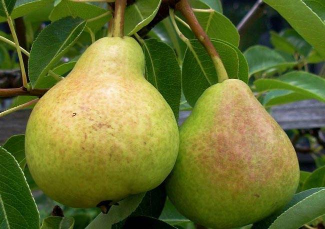 हेल्दी बेबी के लिए प्रेग्नेंट महिलाओं को खाने चाहिए ये फल...