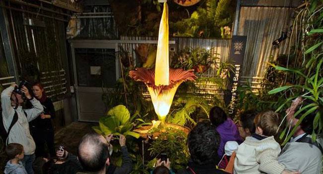 दुनिया के 7 अनोखे फूल जो आपको हैरान कर देंगे...