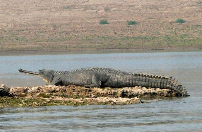 MP गजब है, सबूत इधर है...