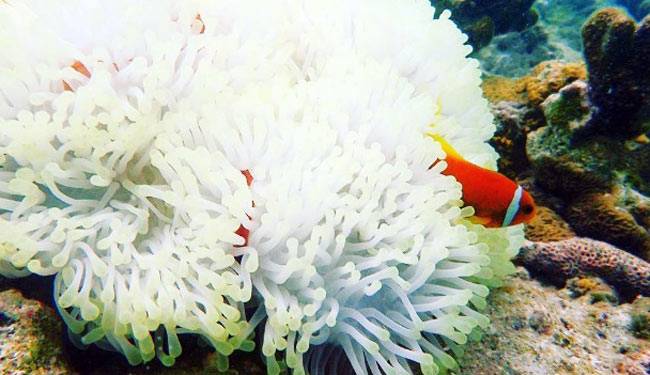 मालदीव में मलाइका का Bold अंदाज