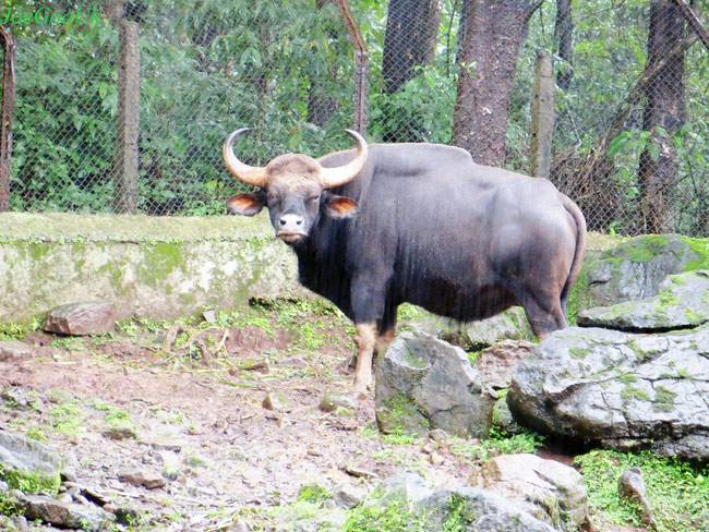 Beaches की खूबसूरती के बीच गोवा का ये रंग भी जरूर देखें...