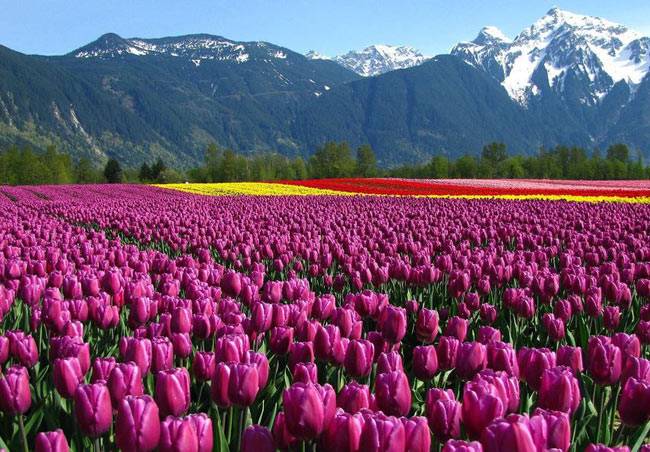 देश की इन जगहों पर देखें विदेश की खूबसूरती...