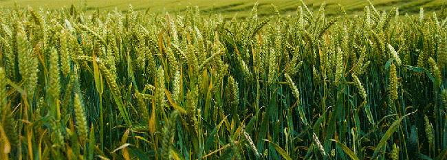 ओणम के त्योहार की ये 7 बातें हैं खास...