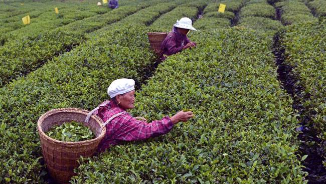 यहां देखें दुनिया के 10 सबसे खूबसूरत टी गार्डन्स...