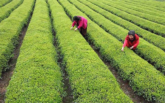 यहां देखें दुनिया के 10 सबसे खूबसूरत टी गार्डन्स...