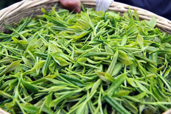 यहां देखें दुनिया के 10 सबसे खूबसूरत टी गार्डन्स...