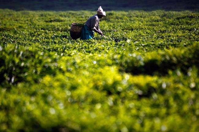 यहां देखें दुनिया के 10 सबसे खूबसूरत टी गार्डन्स...