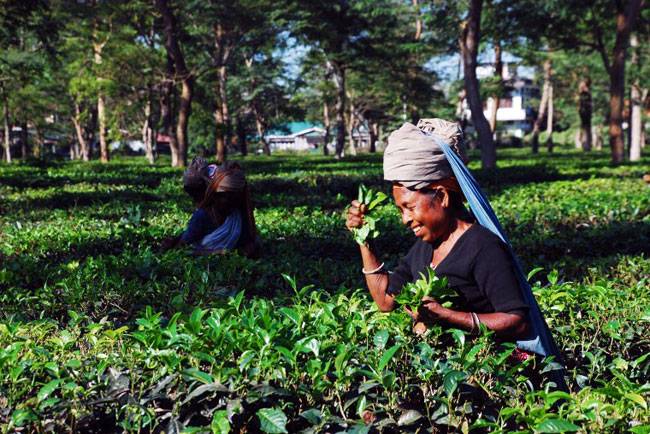 यहां देखें दुनिया के 10 सबसे खूबसूरत टी गार्डन्स...