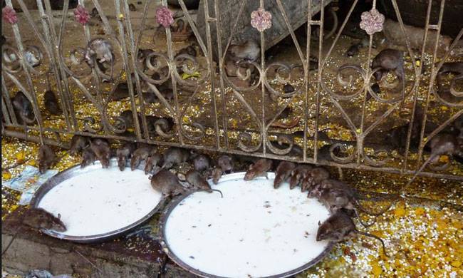 ये हैं मां दुर्गा के प्रसिद्ध 10 मंदिर