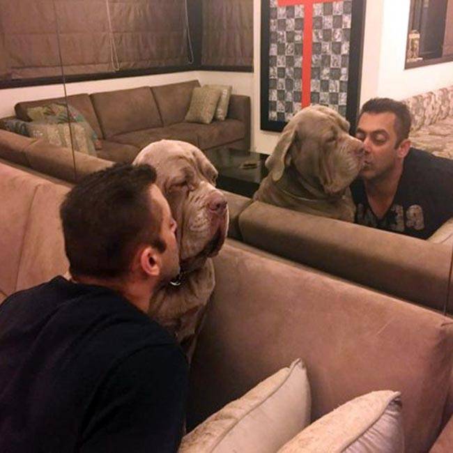 #WorldAnimalDay पर मि‍लिए बॉलीवुड स्टार्स के Pets से