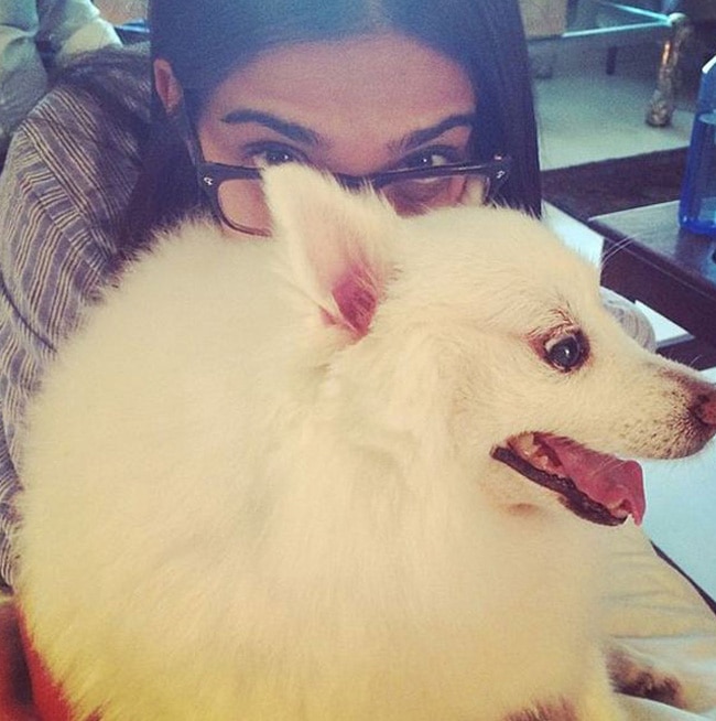 #WorldAnimalDay पर मि‍लिए बॉलीवुड स्टार्स के Pets से