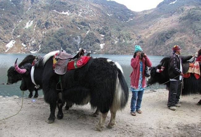 सफाई में बेस्ट गैंगटॉक इन 7 चीजों के लिए भी मशहूर है...