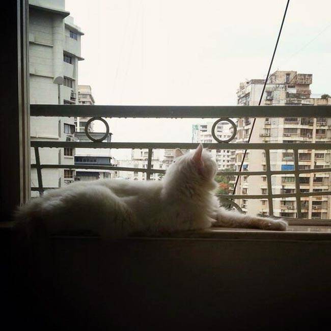 #WorldAnimalDay पर मि‍लिए बॉलीवुड स्टार्स के Pets से