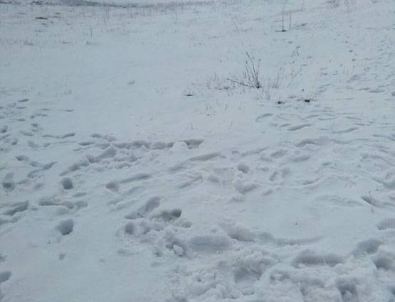 ...बर्फबारी की ऐसी ही तस्वीरें खींचती हैं पर्यटकों को