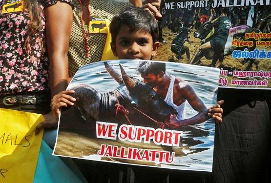 जलीकट्टू पर प्रदर्शन की हिंसक तस्वीरें