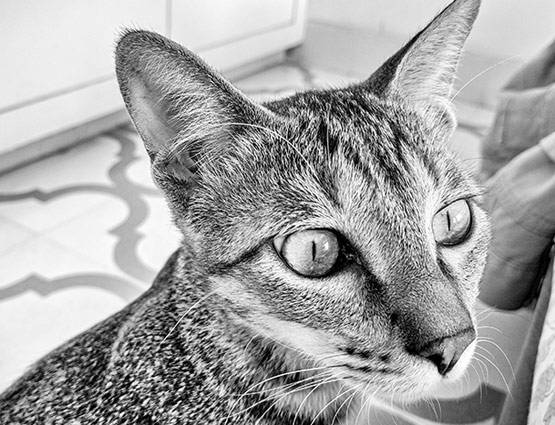 ये हैं बेस्ट कैमरा वाले फोन