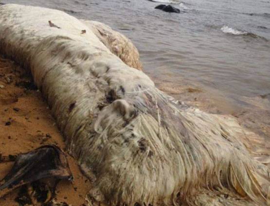 सामने आया ऐसा रहस्यमय जीव, लोग लगा रहे कयास