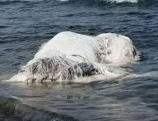 सामने आया ऐसा रहस्यमय जीव, लोग लगा रहे कयास