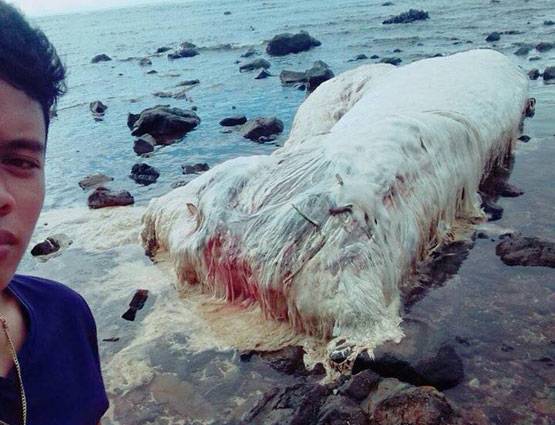 सामने आया ऐसा रहस्यमय जीव, लोग लगा रहे कयास