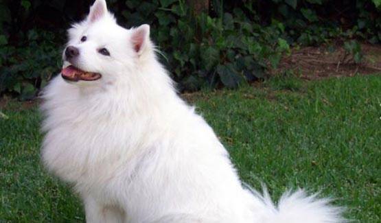 पेट डॉग की डेथ पर खूब रोई श्वेता तिवारी की बेटी...