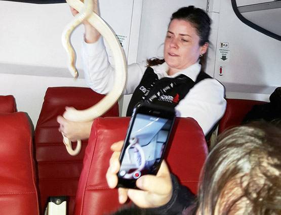 उड़ान भर चुकी फ्लाइट में सामने आया सांप, जानिए फिर क्या हुआ