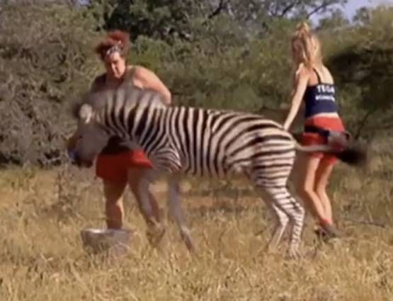 शूटिंग कर रही थी ब्यूटी क्वीन, तभी इस जानवर ने दे मारी लात