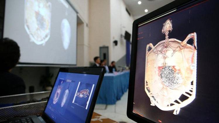 कछुए के पेट में एक-दो नहीं, 915 सिक्के, सर्जरी कर निकाले गए