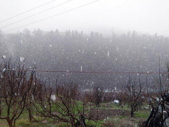 9 PHOTOS मेें देखें शिमला में बर्फबारी