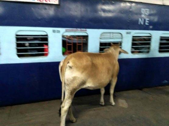 PHOTOS:रेलवे प्लेटफॉर्म पर गाय का सफर, मुस्कुराएं कि आप लखनऊ में हैं!