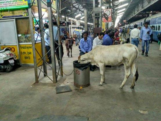 PHOTOS:रेलवे प्लेटफॉर्म पर गाय का सफर, मुस्कुराएं कि आप लखनऊ में हैं!