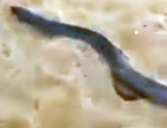 PHOTOS: कोबरा के साथ इस शख्स ने ली सेल्फी, और घंटे भर बाद हो गई मौत