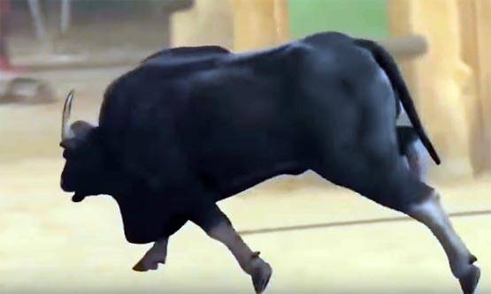 ऐसे शूट हुआ था 'बाहुबली' में भल्लालदेव और सांड के बीच लड़ाई का ये सीन!