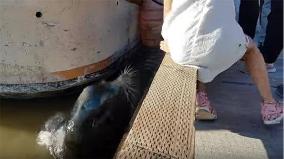 झटके से लड़की को मुंह में दबाकर पानी में खींच ले गई मछली PHOTOS