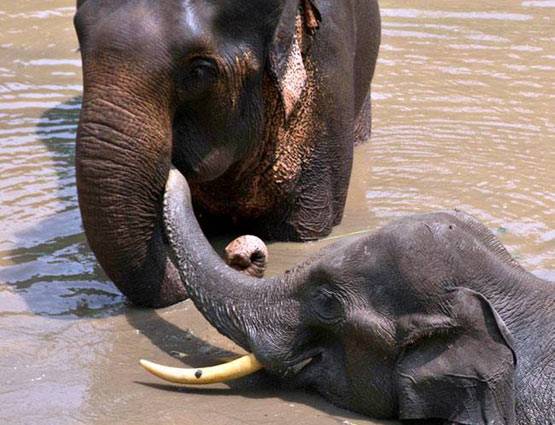 हाथी का बच्चा फंसा दलदल में, यूं निकाला गया बाहर, देखें PHOTOS