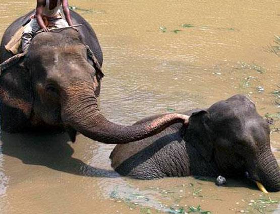 हाथी का बच्चा फंसा दलदल में, यूं निकाला गया बाहर, देखें PHOTOS