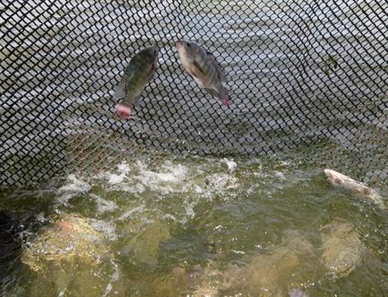 जले लोगों के ऊपर लगाते हैं मछली की स्किन, इस तरह डॉक्टर कर रहे इलाज