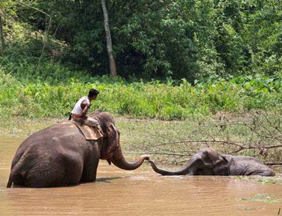 हाथी का बच्चा फंसा दलदल में, यूं निकाला गया बाहर, देखें PHOTOS