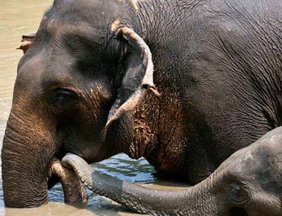 हाथी का बच्चा फंसा दलदल में, यूं निकाला गया बाहर, देखें PHOTOS