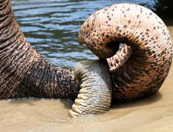 हाथी का बच्चा फंसा दलदल में, यूं निकाला गया बाहर, देखें PHOTOS