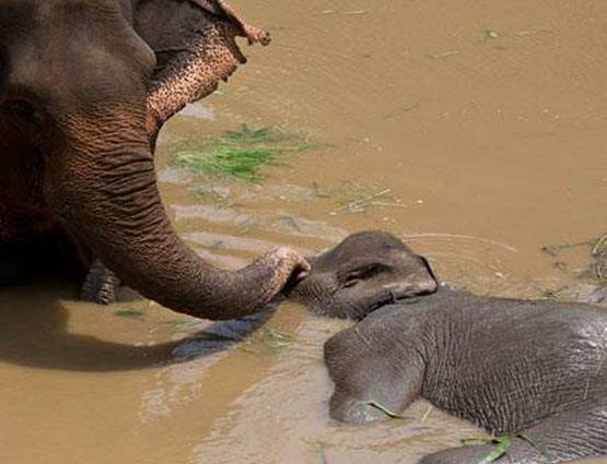 हाथी का बच्चा फंसा दलदल में, यूं निकाला गया बाहर, देखें PHOTOS