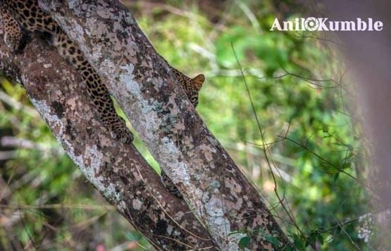 PHOTOS: फिरकी के जादूगर ही नहीं, कैमरे के उस्ताद भी हैं कुंबले